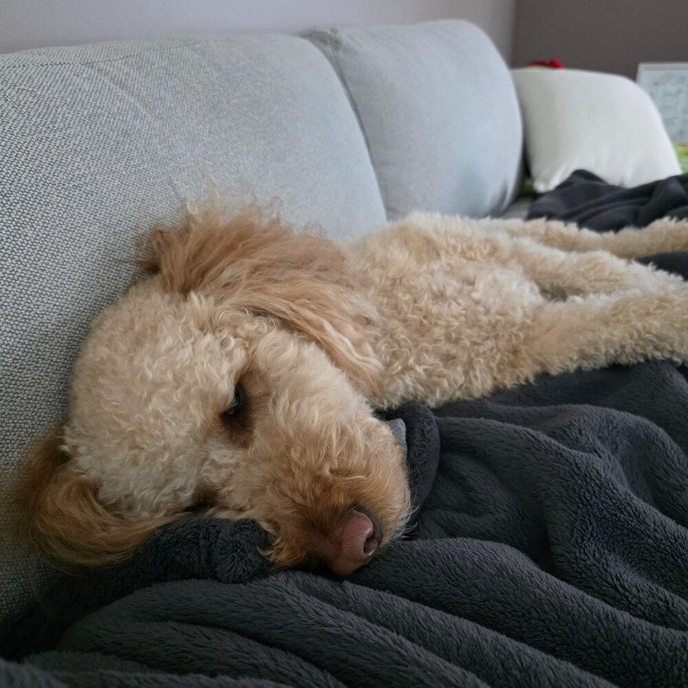 Meet your Posher, Michael